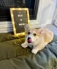 Photo №3. Male Pembroke Welsh Corgi Puppy. United Kingdom