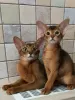 Additional photos: Abyssinian kittens