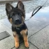 Photo №1. german shepherd - for sale in the city of Plovdiv | negotiated | Announcement № 111771