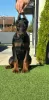 Additional photos: Doberman puppies for sale