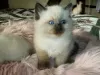 Photo №1. ragdoll - for sale in the city of Corres | 370$ | Announcement № 121892