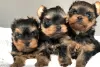 Photo №1. yorkshire terrier - for sale in the city of Berlin | Is free | Announcement № 23725