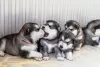 Photo №4. I will sell alaskan malamute in the city of Хаапсалу. private announcement - price - negotiated