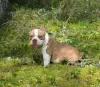 Photo №2 to announcement № 115983 for the sale of american bully - buy in Russian Federation breeder