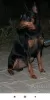 Photo №1. miniature pinscher - for sale in the city of Bobruisk | 228$ | Announcement № 9676