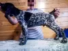 Photo №1. german shorthaired pointer - for sale in the city of Zaporizhia | negotiated | Announcement № 11552