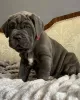 Photo №3. Napolitaanse Mastiff-puppy's. Netherlands