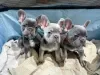 Photo №1. french bulldog - for sale in the city of Wagga Wagga | 200$ | Announcement № 129462