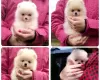 Photo №1. pomeranian - for sale in the city of Lviv | 950$ | Announcement № 13943