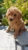 Photo №1. poodle (toy) - for sale in the city of Minsk | 472$ | Announcement № 60568