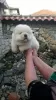 Photo №3. Gorgeous Chow Chow puppies. United Kingdom