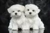 Photo №1. maltese dog - for sale in the city of Copenhague | 600$ | Announcement № 21499