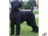 Photo №3. I SELL GIANT SCHNAUZER MALE WITH PEDIGREE. Serbia