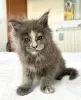 Photo №4. I will sell maine coon in the city of Berlin. breeder - price - 317$