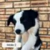 Photo №1. border collie - for sale in the city of Urjala | Is free | Announcement № 128415