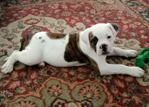 Additional photos: On sale 2 boys. American bulldog