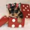 Photo №1. yorkshire terrier - for sale in the city of Hämeenlinna | Is free | Announcement № 128412