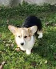 Additional photos: Corgi Welsh Pembroke