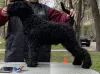 Additional photos: Kerry blue terrier puppies