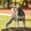 Additional photos: Miniature Schnauzer puppies