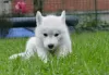 Photo №3. Siberian Husky puppies. Serbia