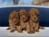 Photo №1. poodle (toy) - for sale in the city of Аугсбург | 475$ | Announcement № 41589