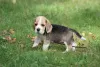 Photo №1. beagle - for sale in the city of Aleksandria Pierwsza | 757$ | Announcement № 113257