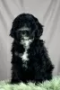 Photo №2 to announcement № 84090 for the sale of portuguese water dog - buy in Serbia breeder