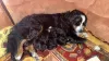 Photo №1. bernese mountain dog - for sale in the city of Belgorod | 700$ | Announcement № 14694