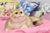 Additional photos: Gorgeous British shorthair kitten in golden chinchilla color ny 11