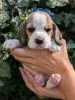 Photo №1. beagle - for sale in the city of Four Corners | 350$ | Announcement № 115042