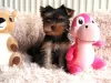 Photo №2 to announcement № 89559 for the sale of yorkshire terrier - buy in Sweden private announcement