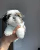 Photo №1. shih tzu - for sale in the city of Торонто | 200$ | Announcement № 124279