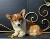 Additional photos: welsh corgi pembroke