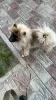 Photo №2 to announcement № 51485 for the sale of german spitz - buy in Russian Federation private announcement