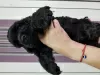 Additional photos: American Cocker Spaniel puppies