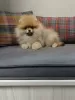 Photo №4. I will sell pomeranian in the city of Kiev. breeder - price - 317$