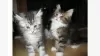 Photo №1. maine coon - for sale in the city of New York | 400$ | Announcement № 8904