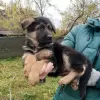 Additional photos: German Shepherd puppies