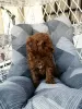 Photo №3. Red miniature poodle puppies. Serbia