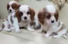 Photo №2 to announcement № 43183 for the sale of cavalier king charles spaniel - buy in Germany private announcement