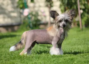 Photo №4. I will sell chinese crested dog in the city of Москва. from nursery - price - 550$