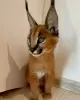 Photo №3. Special caracal cat til adoption. Denmark