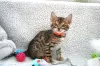 Photo №3. Healthy Bengal Cats for adoption now. Australia