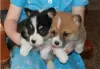 Photo №2 to announcement № 105686 for the sale of welsh corgi - buy in Greece private announcement