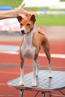 Photo №3. Handler for Basenji in Europe (especially Hungary) in Hungary