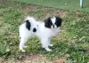 Photo №2 to announcement № 127786 for the sale of japanese chin - buy in France private announcement