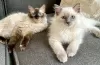 Photo №4. I will sell birman in the city of North. private announcement - price - 300$