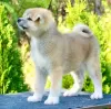 Additional photos: Akita Inu