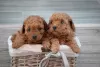 Photo №1. poodle (toy) - for sale in the city of Kikinda | Is free | Announcement № 94207